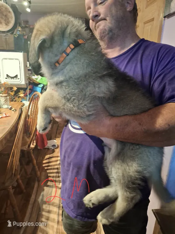 Aspen – German Shepherd Dog puppy for sale in Bellefontaine, OH