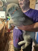 Aspen, a male German Shepherd Dog for sale in Bellefontaine, OH – 1 of 3