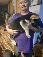 Shadow, a male German Shepherd Dog for sale in Bellefontaine, OH – 2 of 2