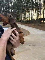 Pink female, a female Doberman Pinscher for sale in Martin, GA – Photo 2 of 3