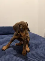 Yellow male, a male Doberman Pinscher for sale in Martin, GA – Photo 2 of 2