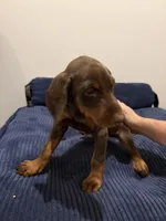 Yellow male, a male Doberman Pinscher for sale in Martin, GA – Photo 1 of 2