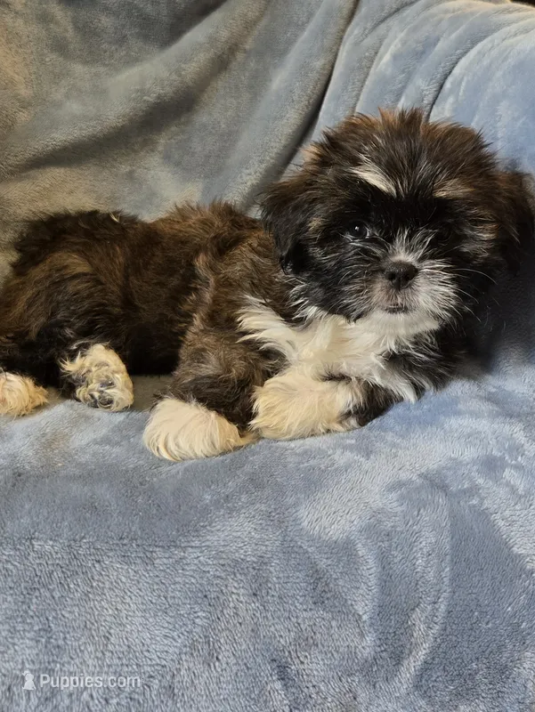 Blackie – Shorkie puppy for sale in Wichita, KS