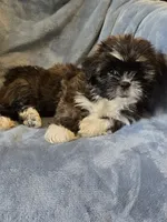 Blackie, a female Shorkie for sale in Wichita, KS – 1 of 3
