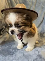Happy, a female Shorkie for sale in Wichita, KS – 2 of 3
