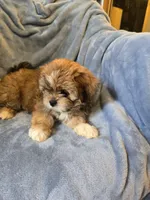 Baby, a female Shorkie for sale in Wichita, KS – 3 of 3