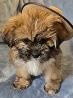 Beauty, a female Shorkie for sale in Wichita, KS – 1 of 3