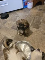 Baby, a female Shih Tzu and Shorkie for sale in Wichita, KS – 4 of 10