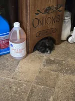 Baby, a female Shih Tzu and Shorkie for sale in Wichita, KS – 9 of 10