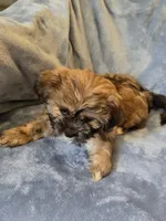 Beauty, a female Shorkie for sale in Wichita, KS – 2 of 3