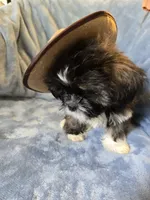 Blackie, a female Shorkie for sale in Wichita, KS – 2 of 3