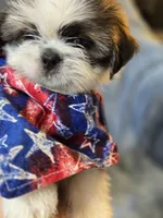 Little-Bit, a female Shorkie for sale in Wichita, KS – 2 of 3