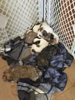 Baby, a female Shih Tzu and Shorkie for sale in Wichita, KS – 8 of 10