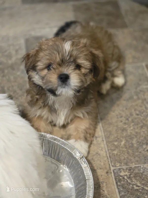 Baby – Shih Tzu, Shorkie puppy for sale in Wichita, KS