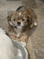 Baby, a female Shorkie for sale in Wichita, KS – 2 of 3