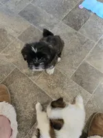 Baby, a female Shih Tzu and Shorkie for sale in Wichita, KS – 6 of 10