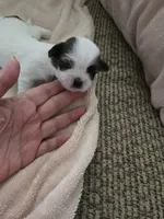 Little-Bit, a female Shorkie for sale in Wichita, KS – 3 of 3