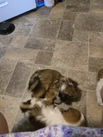 Baby, a female Shih Tzu and Shorkie for sale in Wichita, KS – 5 of 10