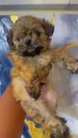 Chip , a male Shihpoo and Shorkie for sale in Chalmette, LA – 2 of 3