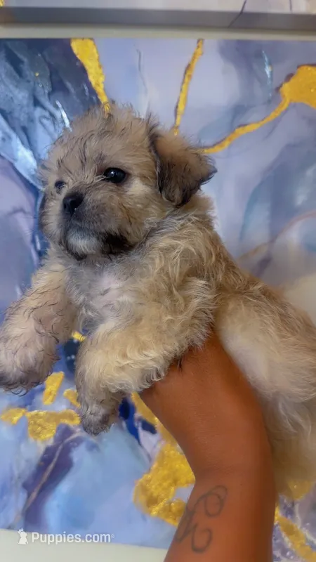 Rocco – Shihpoo, Shorkie puppy for sale in Chalmette, LA