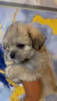 Rocco, a male Shihpoo and Shorkie for sale in Chalmette, LA – 2 of 2