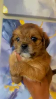 Dale , a male Shihpoo and Shorkie for sale in Chalmette, LA – 2 of 2