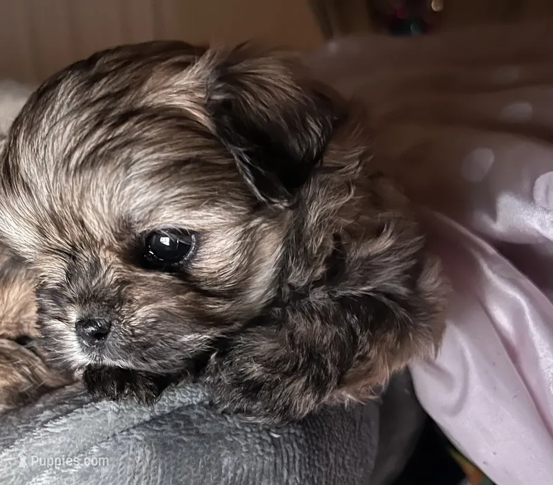 Chip  – Shihpoo, Shorkie puppy for sale in Chalmette, LA