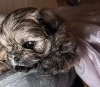 Chip , a male Shihpoo and Shorkie for sale in Chalmette, LA – 1 of 3
