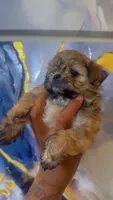 Chip , a male Shihpoo and Shorkie for sale in Chalmette, LA – 3 of 3