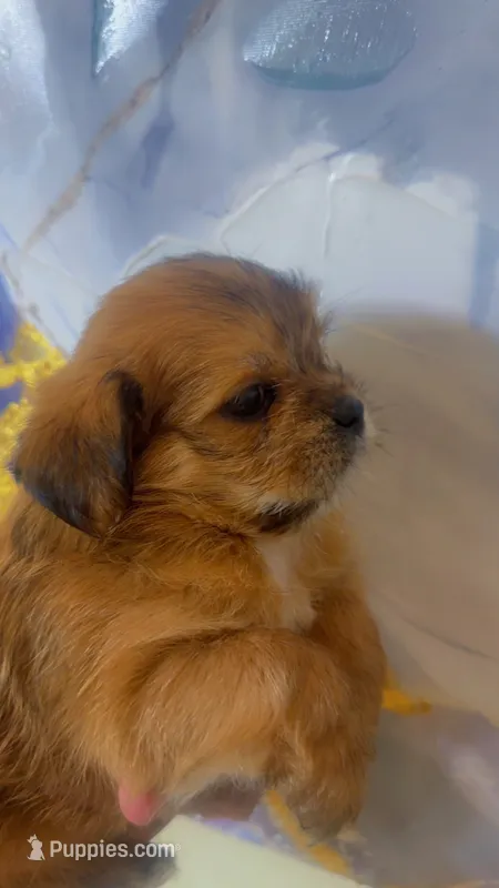 Dale  – Shihpoo, Shorkie puppy for sale in Chalmette, LA