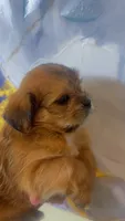 Dale , a male Shihpoo and Shorkie for sale in Chalmette, LA – 1 of 2