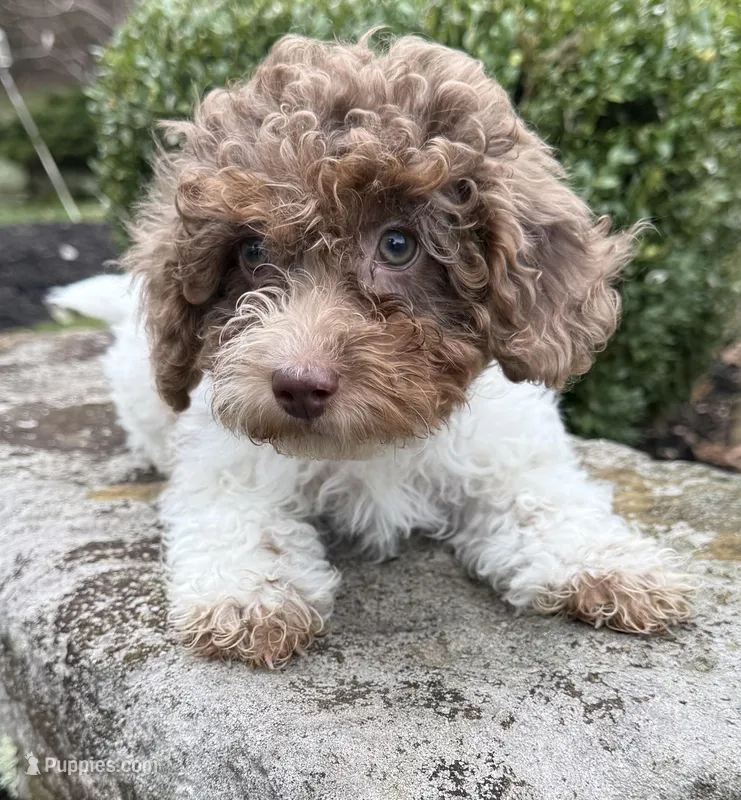 Teddy – Poodle - Miniature  puppy for sale in Bolivar, OH