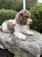 Teddy, a male Poodle - Miniature  for sale in Bolivar, OH – Photo 2 of 6