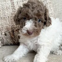 Teddy, a male Poodle - Miniature  for sale in Bolivar, OH – Photo 6 of 6