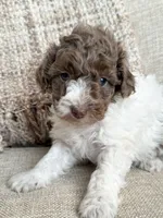 Teddy, a male Poodle - Miniature  for sale in Bolivar, OH – Photo 4 of 4