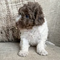 Teddy, a male Poodle - Miniature  for sale in Bolivar, OH – Photo 4 of 6