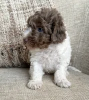 Teddy, a male Poodle - Miniature  for sale in Bolivar, OH – Photo 2 of 4