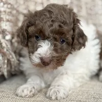 Teddy, a male Poodle - Miniature  for sale in Bolivar, OH – Photo 3 of 6