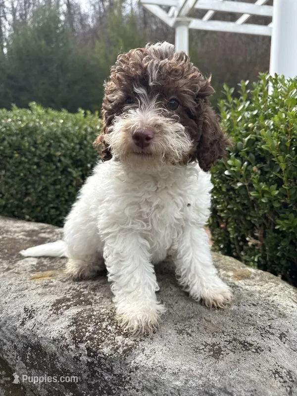 Valentine – Poodle - Miniature  puppy for sale in Bolivar, OH