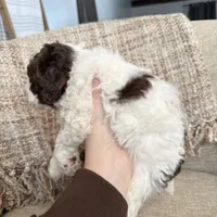 Valentine, a female Poodle - Miniature  for sale in Bolivar, OH – Photo 5 of 5