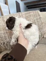 Valentine, a female Poodle - Miniature  for sale in Bolivar, OH – Photo 4 of 4