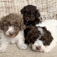 Valentine, a female Poodle - Miniature  for sale in Bolivar, OH – Photo 4 of 5