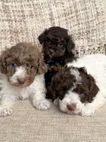 Valentine, a female Poodle - Miniature  for sale in Bolivar, OH – Photo 3 of 4