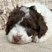 Valentine, a female Poodle - Miniature  for sale in Bolivar, OH – Photo 3 of 5