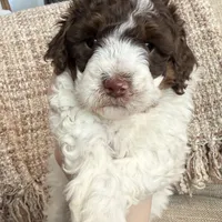 Valentine, a female Poodle - Miniature  for sale in Bolivar, OH – Photo 2 of 5