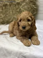 Toby, a male Miniature Goldendoodle for sale in Bolivar, OH – Photo 3 of 6