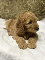 Toby, a male Miniature Goldendoodle for sale in Bolivar, OH – Photo 2 of 6