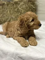 Toby, a male Miniature Goldendoodle for sale in Bolivar, OH – Photo 5 of 6