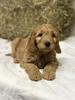 Toby, a male Miniature Goldendoodle for sale in Bolivar, OH – Photo 4 of 6