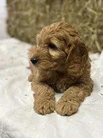 Toby, a male Miniature Goldendoodle for sale in Bolivar, OH – Photo 1 of 6